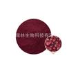 Polvo de Jamaica, Polvo de Flor de Jamaica, Polvo Rosa de Jugo de Jamaica, Disponible en Stock, Bienvenido a Consultar