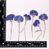 Coleção de Galhos de Flor de Crisântemo, Pacote de Material para Embossing de Flores Secas, Material para DIY Feito à Mão, Espécime de Planta, Marcador de Página Embossado com Cola