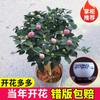 Dropshipping Plántulas de Camelia Xiangfei Plantas de Camelia en Maceta Florecen en Todas las Estaciones y Son Buenas para Alimentar Interiores Sala de Estar Balcón Exterior