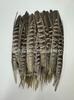 Pluma natural de faisán macho para cuchillo, pluma de escenario, utilería para actuación, cine y televisión, manualidades, materiales de artesanía decorativa