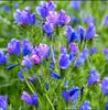 Sementes de Centáurea Perene no Atacado de Várias Regiões, Sementes de Dianthus Multicolores, Flores Medicinais, Flores de Trigo Gigantes, Sementes para Jardinagem
