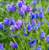 180 Variedades de Sementes de Flores Não Repetitivas, Fáceis de Cultivar em Todas as Estações, Podem Afastar Mosquitos, Adequadas para Varandas Internas e Externas, Distribuição Transfronteiriça