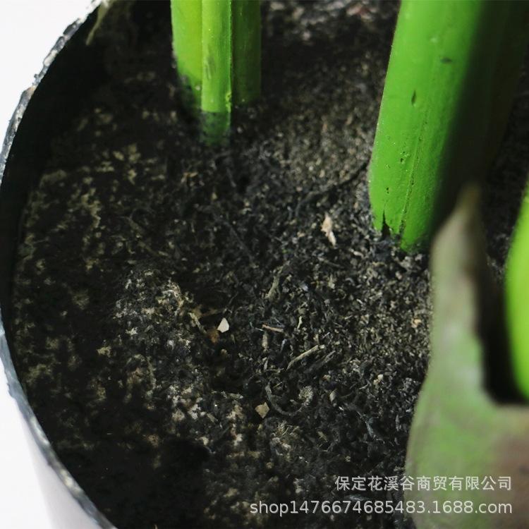 旅人蕉 细节1_副本.jpg