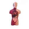45cm hueso natural corazón grande 28cm torso modelo de enseñanza de tres piezas ayudas educativas para niños se puede montar
