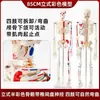 Modelo de Esqueleto Humano de 85 cm Esqueleto de 170 cm Esqueleto Humano Adulto Grande Esqueleto Blanco Especimen Modelo de Enseñanza con Columna Vertebral Completa