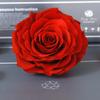 Rosa eterna gigante de 9-10 cm, ideal para regalar en San Valentín.