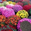 Atacado em Grande Quantidade Várias Sementes de Flores Embalagem Colorida Combinação de Sementes de Flores Para Vasos Pátio Semeadura em Todas as Estações