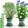 Plántulas de Flores en Maceta Copo de Nieve Azul Florecen en Todas las Estaciones, Plantas Trepadoras Ornamentales para Jardín de Balcón, Resistentes al Calor y Fáciles de Cuidar, Copos de Nieve Blancos