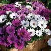 180 Variedades de Sementes de Flores Não Repetitivas, Fáceis de Cultivar em Todas as Estações, Podem Afastar Mosquitos, Adequadas para Varandas Internas e Externas, Distribuição Transfronteiriça