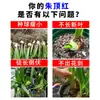 Solución Nutritiva Concentrada Especial para Bulbos de Amarilis, Fertilizante para Flores en Maceta, Suplementa Nitrógeno, Fósforo, Potasio y Oligoelementos