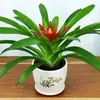Plántulas de palma roja de la suerte en macetas grandes, adecuadas para exhibición en la sala de estar, flores y plantas hidropónicas cultivadas en casa, fáciles de cuidar en interiores y prosperan en todas las estaciones.