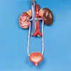 Modelo do Sistema Urogenital A14001