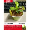 Planta Jarro Vaso Armadilha para Moscas Planta Carnívora Repelente de Mosquitos Planta Jarro Grande Planta Verde de Todas as Estações Planta Interessante em Vaso