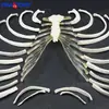 Modelo de Esqueleto Humano Hueso Suelto 170cm Adulto Esqueleto Médico Hueso de Masaje Modelo de Cuidado Óseo