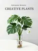 Planta Hidropónica Monstera, Planta Verde Todo el Año, Planta en Maceta de Cultivo en Agua para Interiores, Bambú de Hoja Grande para Sala de Estar, Oficina, Escritorio