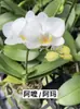 Planta de Phalaenopsis en Maceta con Vara Floral y Capullo Floral Flor Otoño e Invierno Orquídea para Sala de Estar Plántula Grande Planta de Interior Fácil de Mantener en Todas las Estaciones