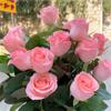 Balcón de Jugo Planta en Maceta Rosa con Capullos Florece Todo el Año Flor de Rosa Rosales Fáciles de Cultivar con Aroma Frutal