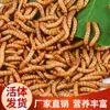 Ração para Hamster Pet com Minhocas Vivas para Escorpiões, Arowanas, Estorninhos Vivos e Comida para Estorninhos com Larvas de Tenébrio