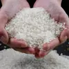 Arroz del Noreste, Arroz Nuevo de 25 Años, Envasado al Vacío, Bolsas de 5 kg de Arroz de Campo de Cangrejo de Panjin, Paquetes de 2.5 kg de Arroz Perla, Venta al por Mayor desde el Noreste