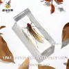 Especímenes de Insectos Artesanales Jingling: Escarabajo, Escorpión, Mantis, Araña - Educación en Ciencias Biológicas, Regalos de Nicho, Adornos de Resina