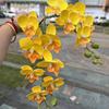 Nueva impresión 3D Phalaenopsis fabricantes de comercio exterior 2 tenedor sienten Phalaenopsis boda blanca hogar flores falsas al por mayor