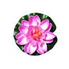 Flores de Loto Artificiales Transfronterizas, Hojas de Loto, Nenúfares para Ofrendas a Buda, Accesorios para Fotografía, Accesorios de Decoración para Acuarios y Estanques, Flores Artificiales