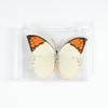 Adorno de mariposa real, alas de mariposa real, regalo de cumpleaños creativo para estudiantes, caja transparente