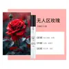 Muestra de Perfume de Regalo de 10 ml, Venta Directa en Transmisiones en Vivo de Tiktok y Kuaishou, Polvo de Encuentro de Regalo de Fragancia Ligera de 10 ml