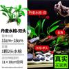 Plantas Acuáticas Locas Acuario Hierba Real Oxigenada Hidroponía Banyan de Agua Perezoso Madera Sumergida Paisajismo Entrada Plantas Acuáticas Fabricante Mayorista