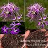 Sementes de Centáurea Perene no Atacado de Várias Regiões, Sementes de Dianthus Multicolores, Flores Medicinais, Flores de Trigo Gigantes, Sementes para Jardinagem