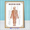 Diagrama esquemático del sistema anatómico visceral humano. Póster médico de pared con diagrama de la estructura del corazón y los órganos humanos.