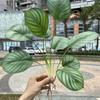 Nuevo Paquete de Manijas Planta Verde Hoja Verde Venta al por Mayor Coreano Mori Blanco Salón de Bodas Decoración de Ingeniería con Pasto Flores Artificiales
