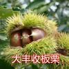 As Mudas de Castanha Enxertadas daquele Ano Foram Transplantadas do Norte para o Sul, e as Mudas Foram Plantadas nos Pomares das Castanheiras Extra-Grandes do Sul