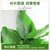 Las Plantas Hidropónicas Ave del Paraíso Son Fáciles de Cultivar y Viven en Todas las Estaciones. Sala de Estar Planta Verde Plantas en Maceta en la Oficina Escritorio Florales Strelitzia Reginae
