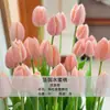 Bulbos de Tulipa para Venda no Atacado, Variedade de Pétala Simples, 1 Bulbo por Pacote, Bulbos de 5 Graus, Plantas de Flores de Interior em Vasos, Floresce o Ano Todo, Fácil de Cuidar