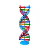 Componentes del Modelo de la Estructura de Doble Hélice del ADN Materiales Didácticos Genética Biológica Genes y Mutación Instrumentos de Enseñanza Equipo Experimental