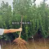 Plántulas Auténticas de Ciruela Frutal de Azúcar de Roca de Sichuan para Dropshipping, Adecuadas para Plantar Tanto en Regiones del Norte como del Sur, Nuevos Productos de Ciruela para Injerto en Macetas de Patio