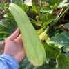 Plántulas de berenjena para cuatro estaciones, plantas en maceta con tierra, variedades viejas injertadas de berenjena morada y semillas de berenjena de Hangzhou, plántulas de hortalizas de primavera