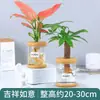 Plantas Hidropónicas Favoritas de los Agricultores Bonsái de Escritorio Plantas Verdes Planta Roja de la Suerte Plantas Pequeñas en Maceta Escritorio de Oficina Plantas Verdes Pequeñas Fáciles de Cuidar