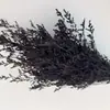 Hierba de Amor Blanqueada Flor Inmortal Hierba de Amor Blanqueada Ramo Seco Material Base Yunnan Venta Directa Ramo Pequeño Amazon