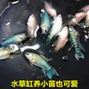 Pez Luchador de Siam fácil de criar Pez Gourami Gigante pez ornamental pez de agua fría alevines cambiar agua no necesita fuego australiano otro