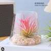 Planta de Aire, Sin Tierra, Planta Verde de Bajo Mantenimiento para Escritorio de Interior, Purifica el Aire, Absorbe Formaldehído, Fácil de Cuidar, Pequeño Adorno en Maceta