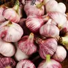 Ajo Nuevo 2025 de Piel Morada, Cabezas de Ajo Frescas, Ajo Húmedo Recién Desenterrado, Ajo Encurtido, Ajo Agridulce, Ajo Laba, Ajo Fresco de Piel Roja
