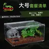Terrário de Acrílico para Répteis Gecko Lagarto Árboreo Sapo Cornudo Aranha Caixa de Criação Paisagismo Desértico Tanque Anfíbio