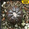 Sistemas Radiculares de Cactus Fáciles de Cultivar, Cactus Columna de Pelo Corto, Colección de Cactus Fáciles de Cuidar para Principiantes