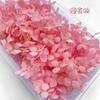 Flor Preservada Hortênsia Encaixotada 5g Flor Seca Feita à Mão Leque Moldura Cobertura de Vidro Material Floral DIY Guirlanda Atacado Flores Secas