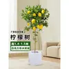 Planta de Limoeiro em Vaso com Frutos, Planta Verde Comestível, Grande para Sala de Estar Interna Varanda, Planta de Floração Quatro Estações, Fácil de Manter