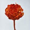 Alcachofra imortal flor de neve flores secas voz de chocalho ao vivo com flores secas flores imperiais flores secas de Yunnan alcachofra em estoque atacado