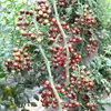 Plántulas de Tomate Cherry Cuatro Estaciones Tomates Grandes Tomates Pequeños Verduras en Maceta Semillas de Tomate Cherry Multitemporada Venta Caliente