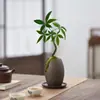 Árvore da Fortuna Pequena em Vaso Florais Nativos Forma Interessante Árvore da Fortuna Sala de Estar Mesa Plantas Verdes Interior Fortuna Escritório